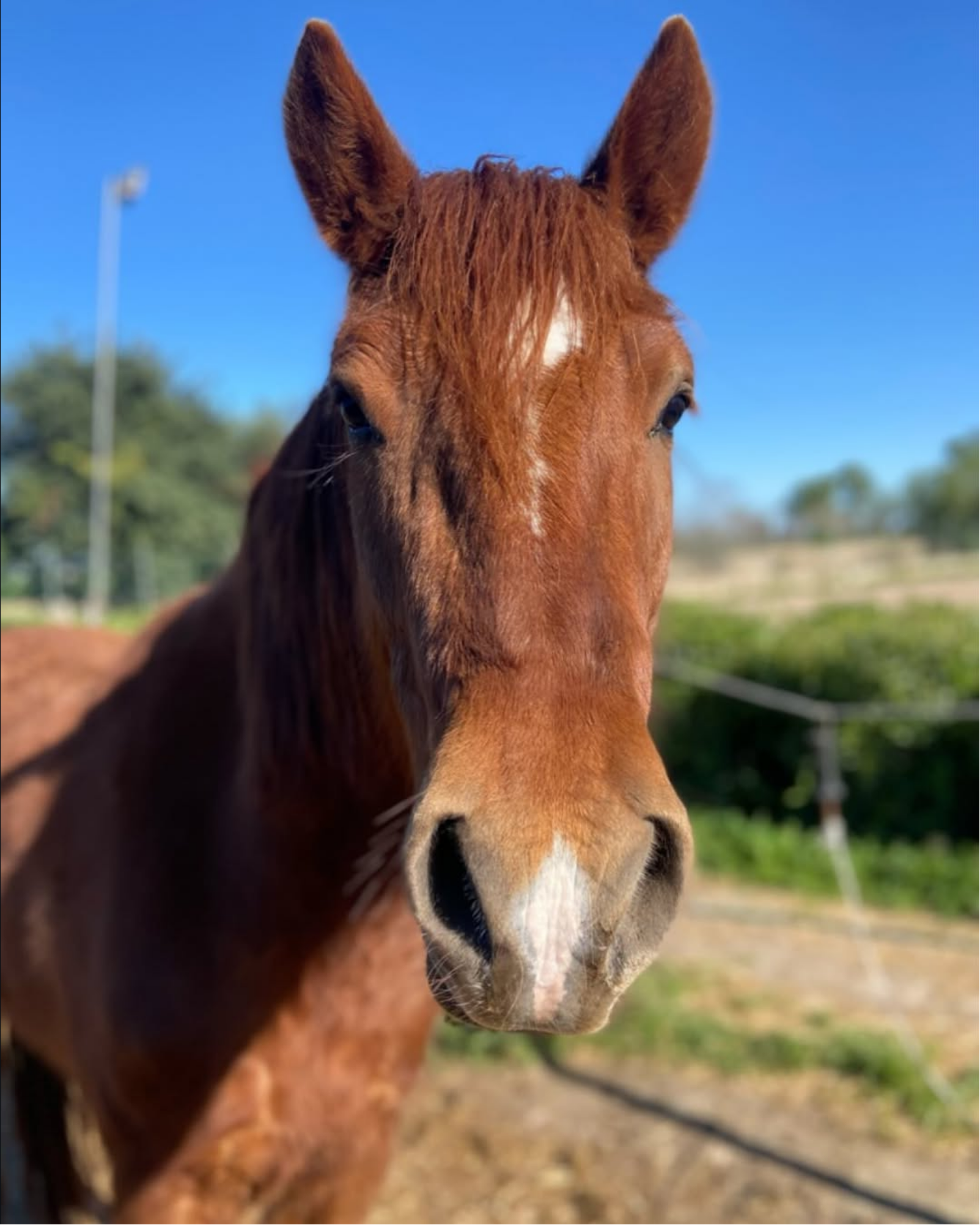 Momento Equus 1